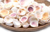 pink cockle shells